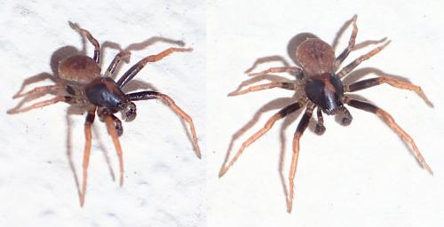 Ozyptila simplex